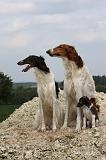 BARZOI 045